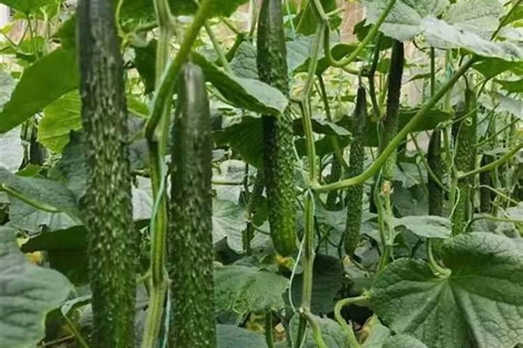 黄瓜挂果期用什么化肥好？黄瓜结果期追施什么肥料好？