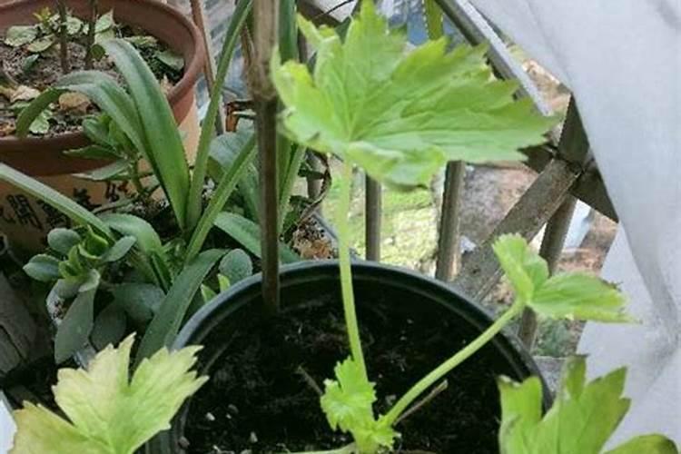 花生开花期施什么肥最好