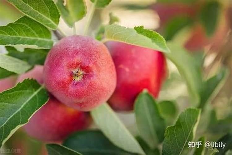 苹果缺钙症状什么时候补钙最快(苹果补钙用什么药)