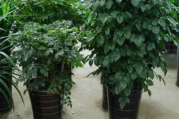 绿宝树怎么施肥