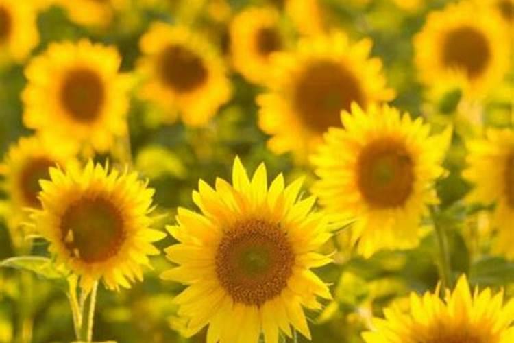 葵花施肥时间介绍 葵花什么时候施肥