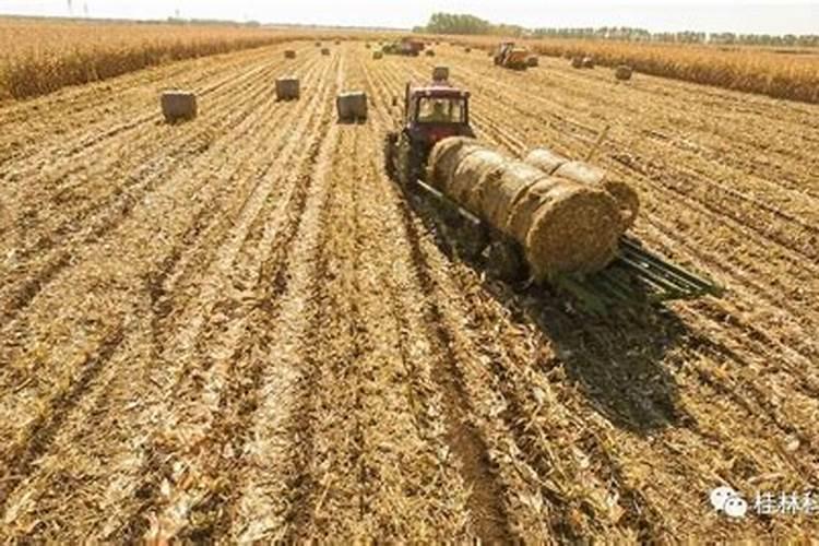 玉米秸杆怎样制作肥料