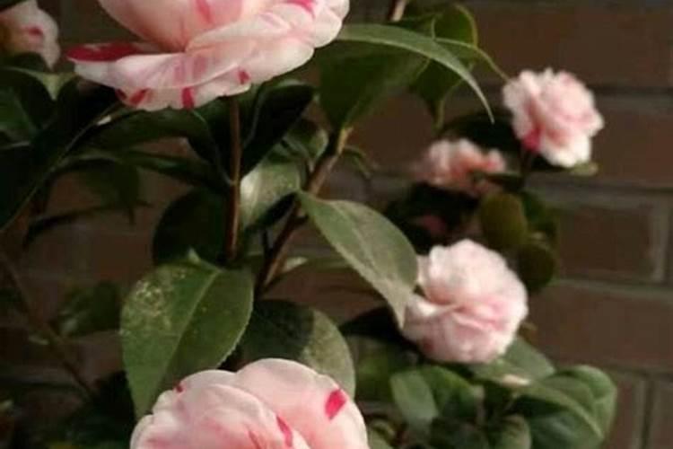 秋季已现花苞的茶花如何施肥和促花 要注意几件事