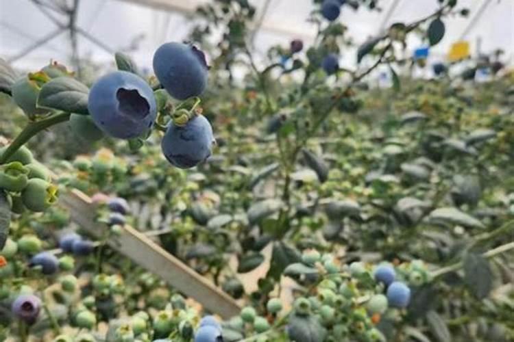 水溶肥十大名牌