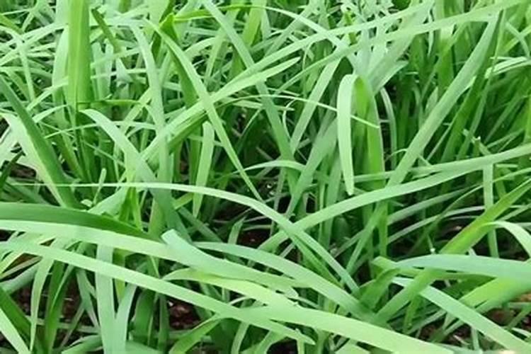 韭菜用什么肥料 韭菜施肥需要注意什么