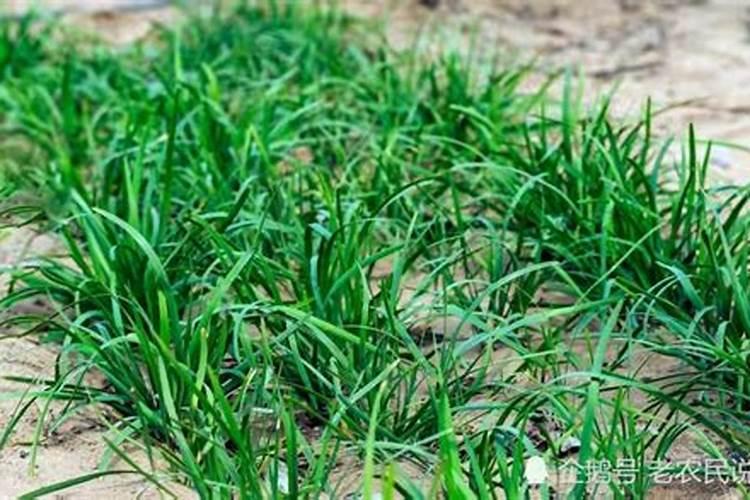要怎么种韭菜,种植韭菜的恰当时间是多久