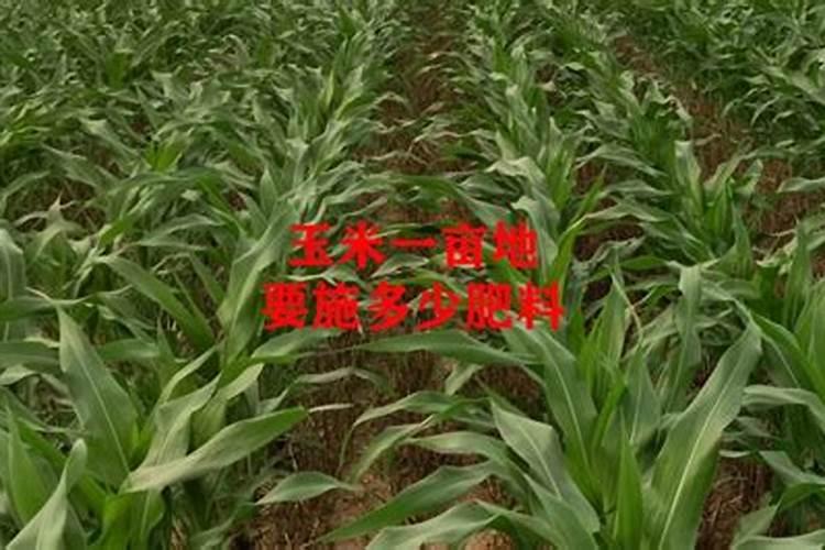 胡柚皮泡水喝的功效与作用 胡柚皮泡水的功效有哪些