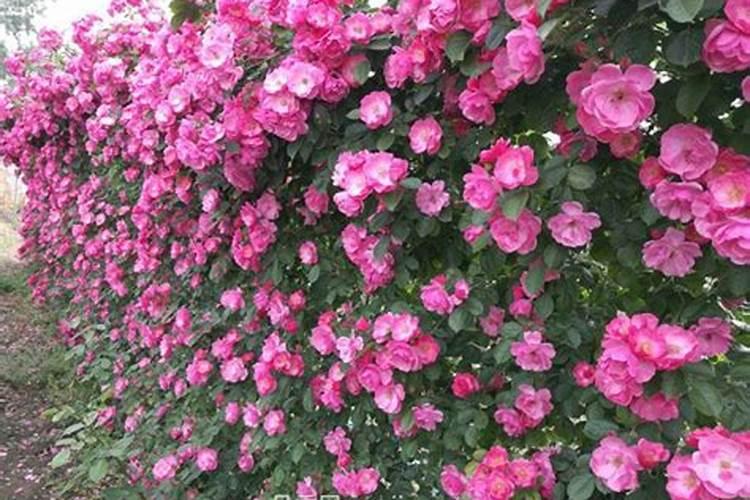 刚栽的爬藤月季怎样管理？