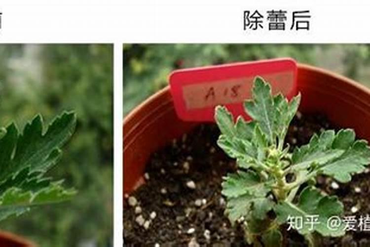 如何让菊花的花枝粗壮