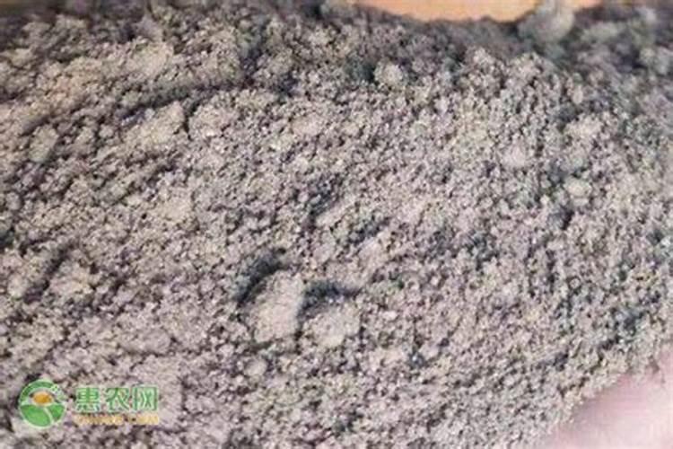 黑金刚用什么土