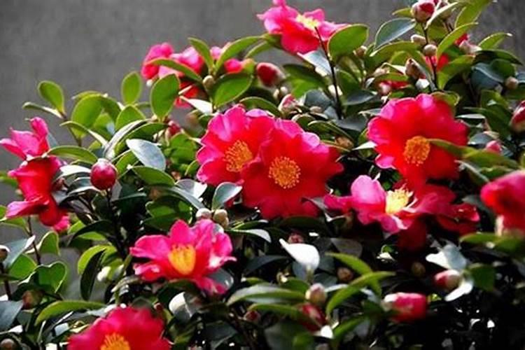 如何防止茶花落叶落蕾？