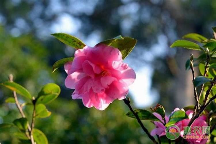 茶梅盆栽的养殖方法