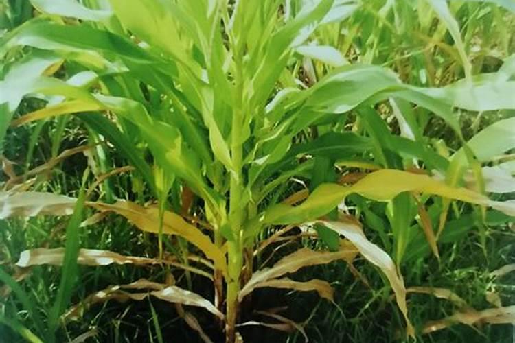 水果玉米施什么肥最好