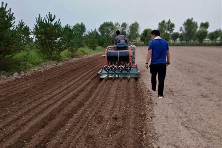 荷兰豆叶子可以吃吗