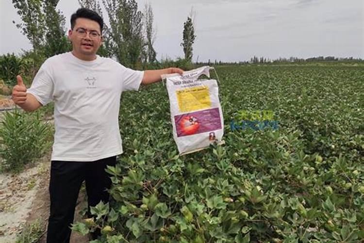 棉花株距行距多少合适,附棉花种植方法
