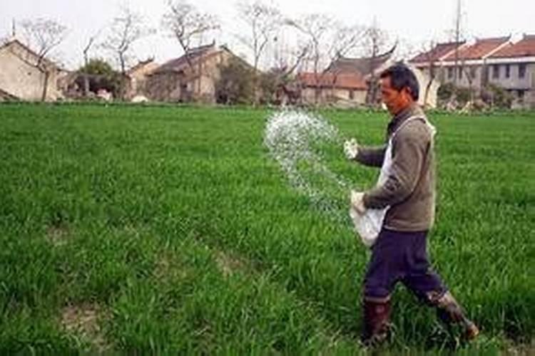 豇豆叶子发黄怎么办