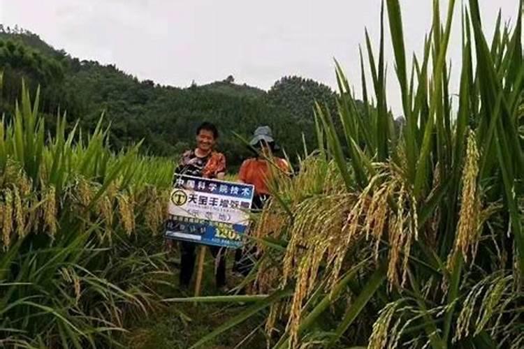 种菜听说也需要稀土,与偷菜中的红土地也有关吗？