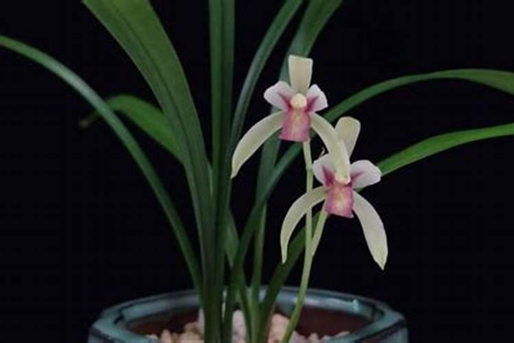 熟鸡蛋黄能做花肥吗？