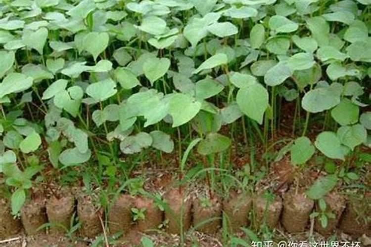 麦子开花半月欠肥料能追肥吗？我的山地麦子缺肥发黄,底肥不足。仅靠