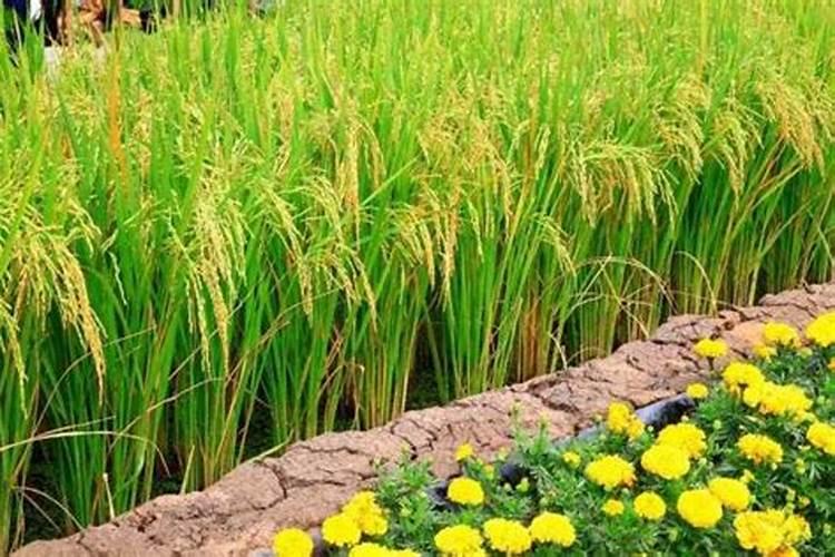 彩色馒头蒸不变色窍门