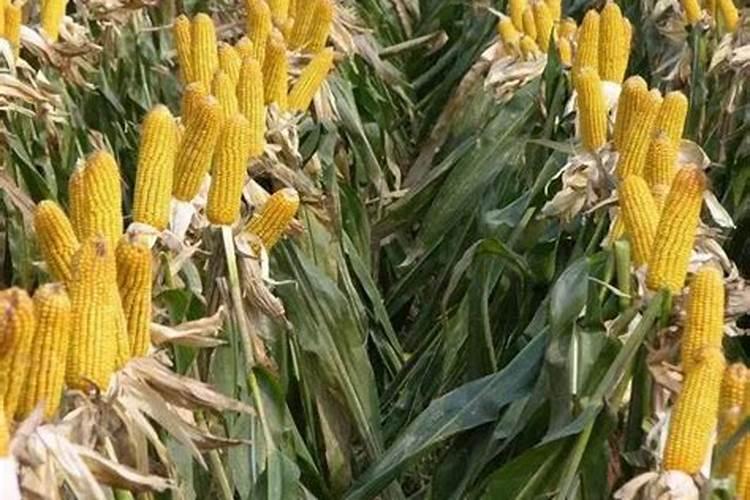 北京买房怕碰到毒地？那就来查查吧