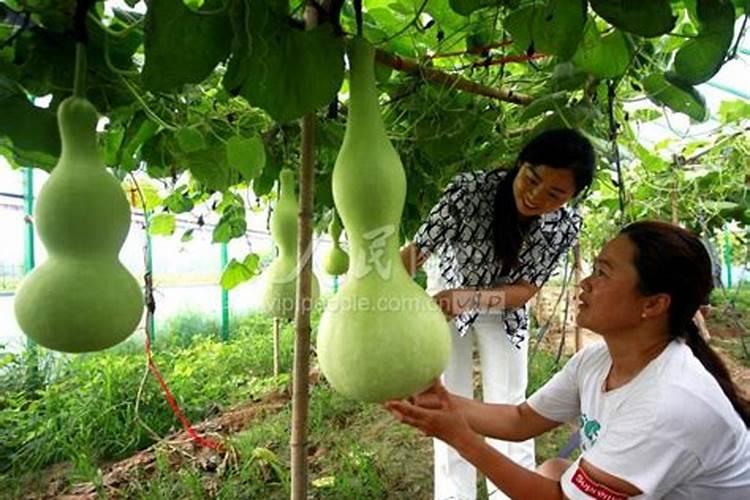 文玩葫芦施什么肥好