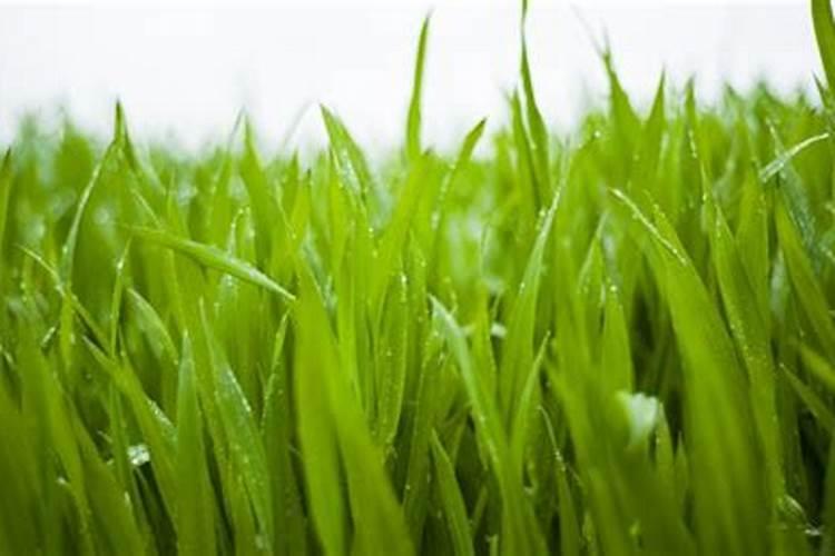 如何给小麦施钾肥？