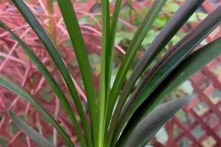 水溶肥桃树上什么时候用好