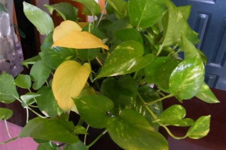 玉米专用肥还可以给什么作物施肥