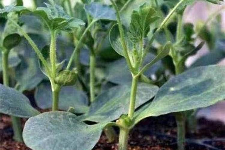 历时一百多天,从种子到收获,如何种植美都西瓜