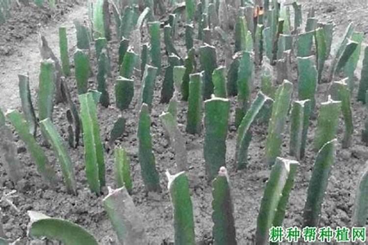 世界知名水溶肥有哪些？