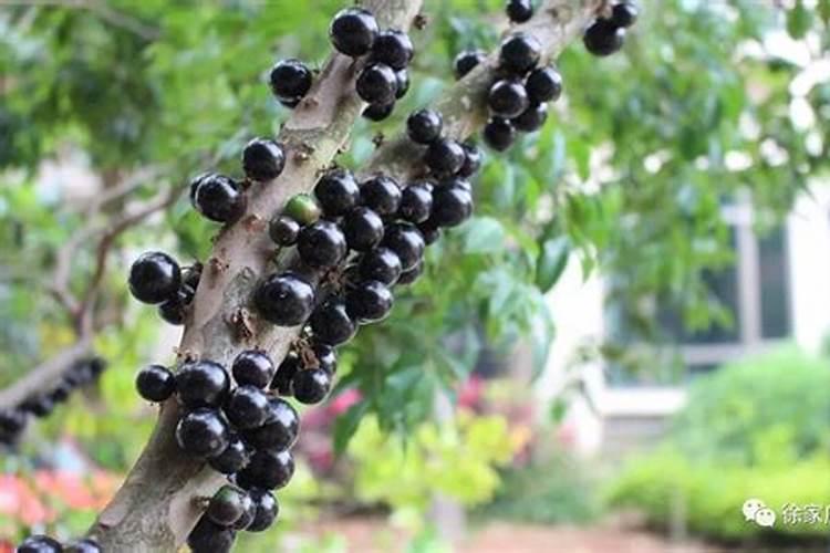 第五人格coa4大陆预选赛分组介绍 第五人格coa4大陆预选赛对阵名单 zi...