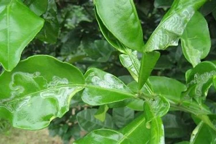 中国知名叶面肥生产厂家有哪些,那家做的比较好？