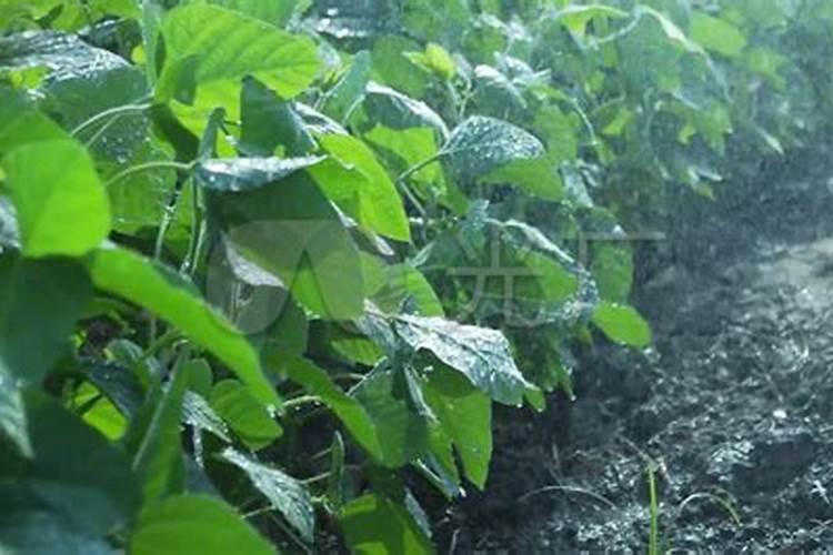 熟黄豆能不能给丝瓜当肥料？