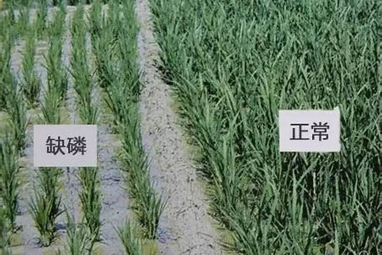 水稻缺磷有什么症状 水稻缺磷怎么办