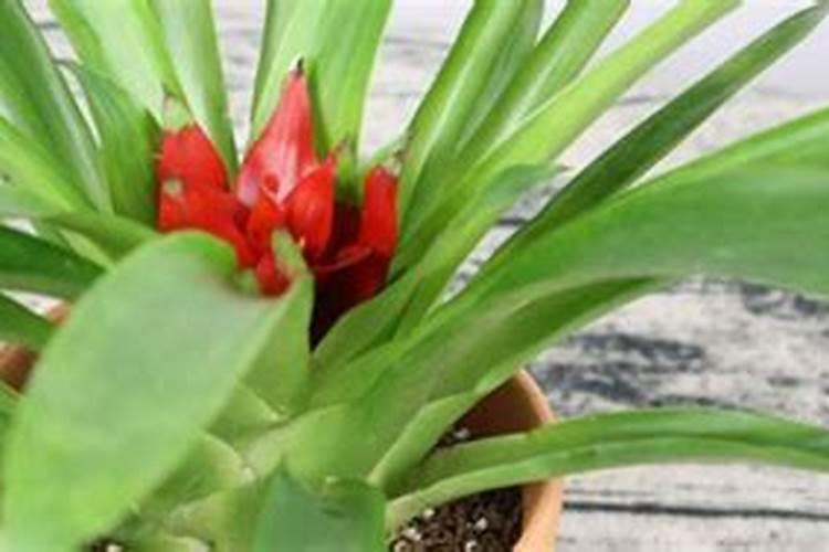 硅谷水墨丹青冲施肥几天见效