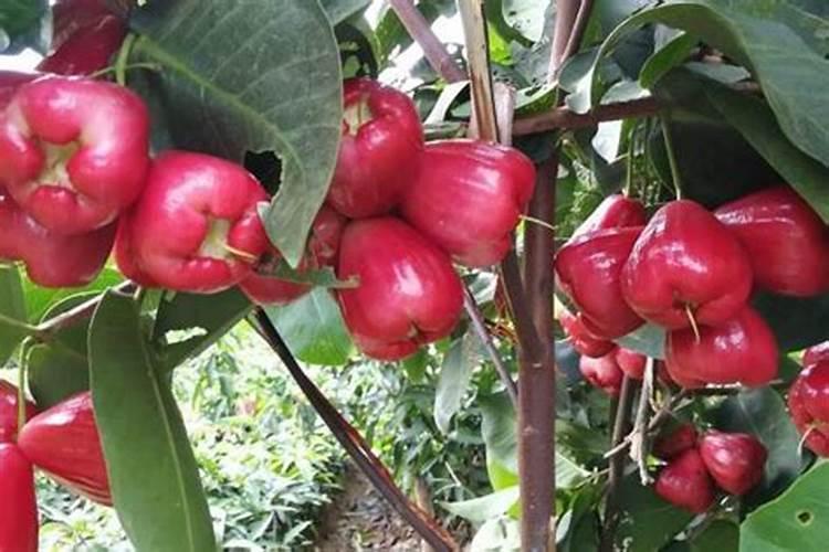 腐植酸钾属于土壤改良剂吗