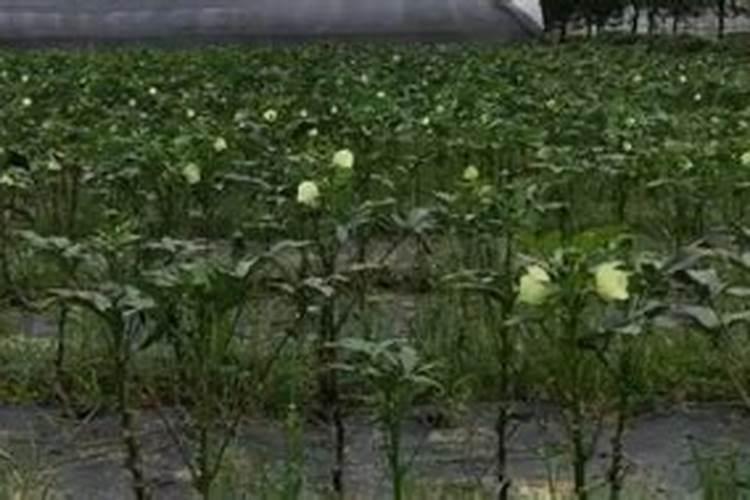 哪些土壤和作物容易缺镁