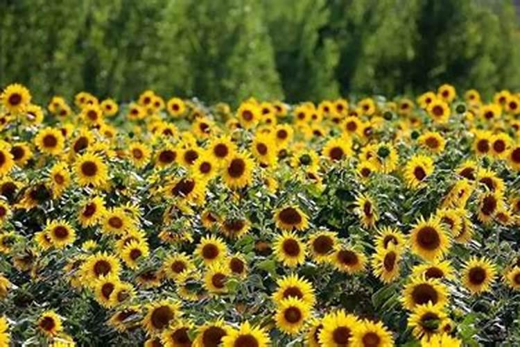 如何将木柴烧制成木炭