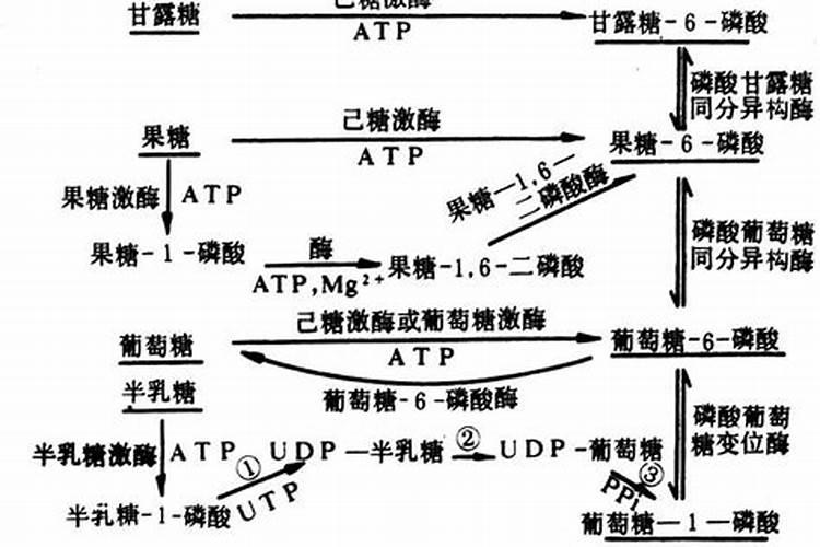 小麦种子发芽的步骤