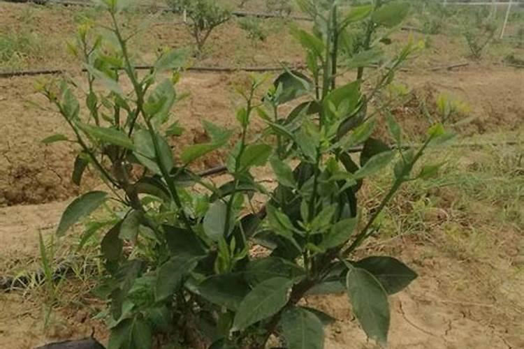 紫牛有机肥一棵树可以放多少斤