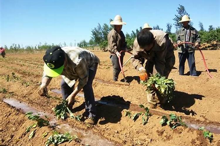 蔬菜叶面肥木醋液市场
