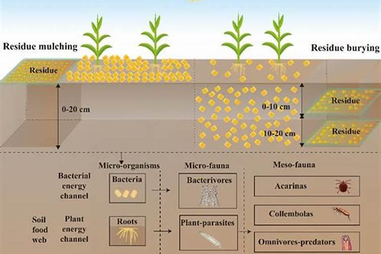 油菜什么时候施肥最好 油菜什么时间施肥最合适