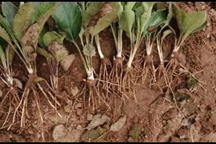 牡丹王白茶1500一斤,白牡丹茶叶的价格
