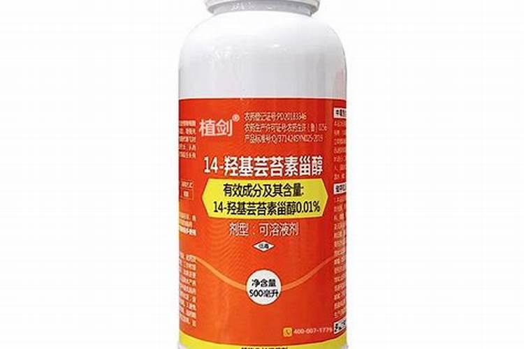 牡丹王白茶介绍 牡丹王白茶多少钱一斤