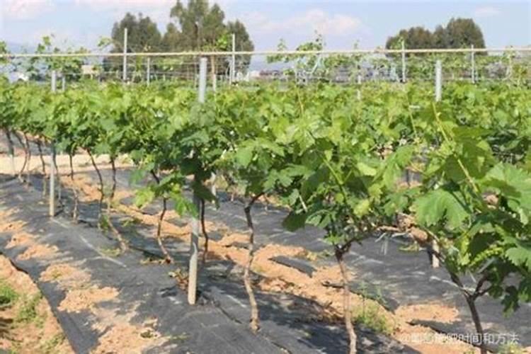 葡萄树施什么肥好
