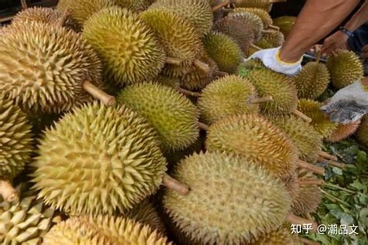 种植榴莲需要掌握什么技巧 榴莲怎么种植比较好