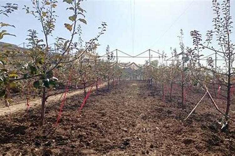 冬季如何给果树施肥 冬季给果树施肥方法