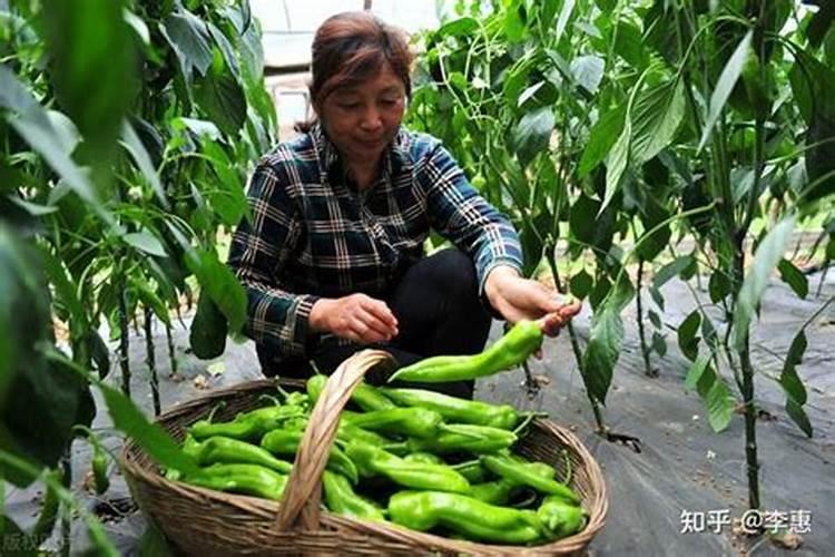 辣椒开花结果期用什么肥料