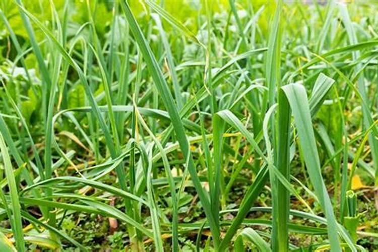 蒜苗施什么肥最好